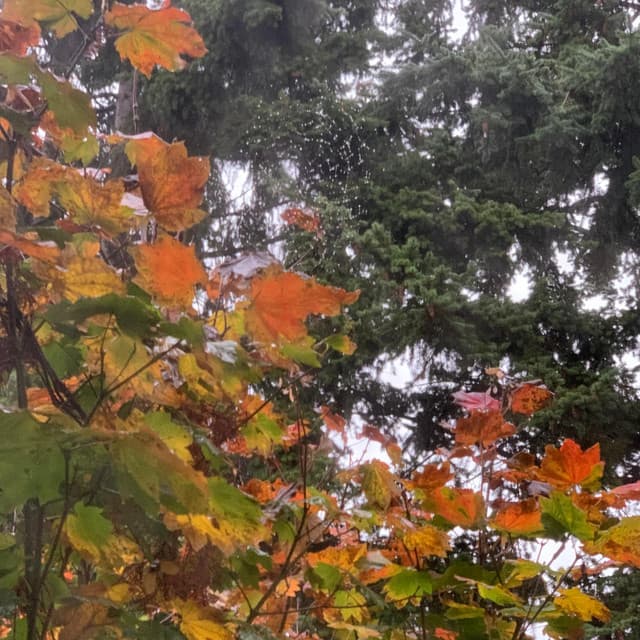 Whispered reverie cover